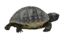 Amálka Amálka